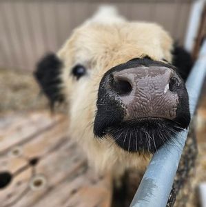 Meet your Posher, Leslie